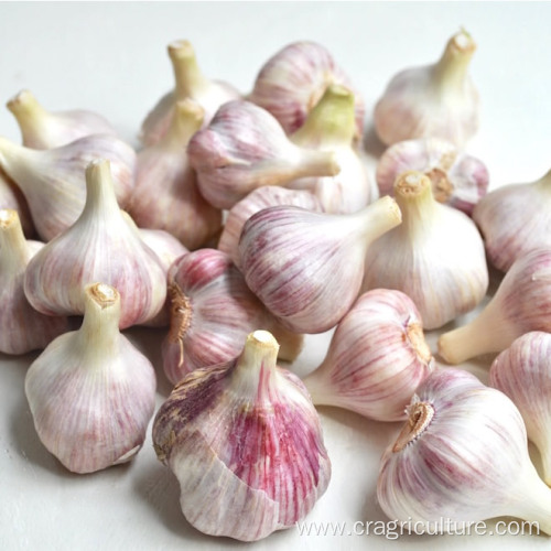 New Crop Gourmet Red Garlic Price